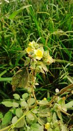 Close-up of insect on yellow flower