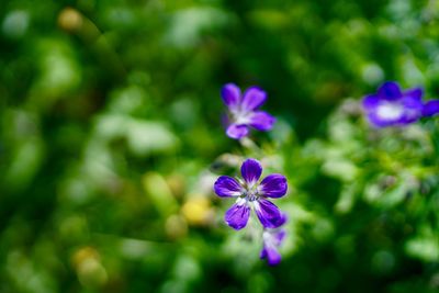 Close-up of purple flowering plant