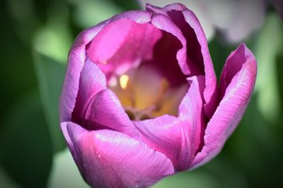 Close-up of pink flowers