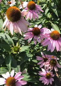 High angle view of purple coneflower blooming in park