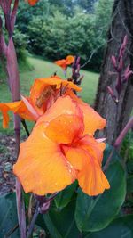 Close-up of orange flowers