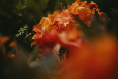 Close-up of orange rose flower