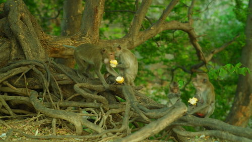 Monkey sitting on tree branch