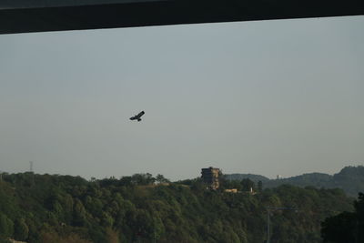 Low angle view of bird flying in sky