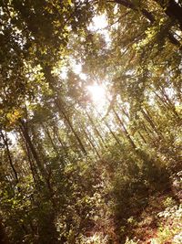 Low angle view of trees in forest