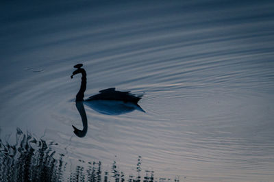 Silhouette swan swimming on lake during sunset