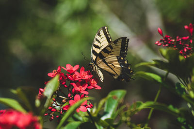 Close-up of butterfly pollinating on pink flower