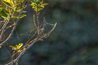 Close-up of spider web on plant