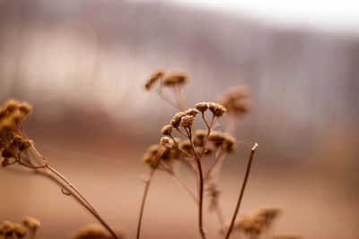 Close-up of dried plant against sky