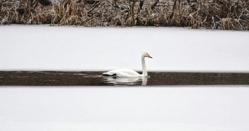 Swan swimming on lake