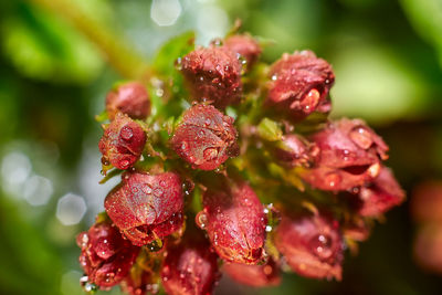 Close-up of strawberries