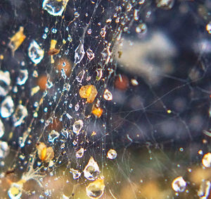 Close-up of water drops on spider web