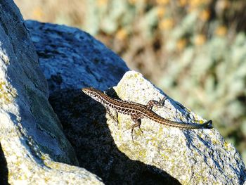 Close-up of lizard on rock