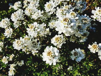 White flowering plants on field