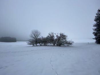 Trees on snow covered field against sky