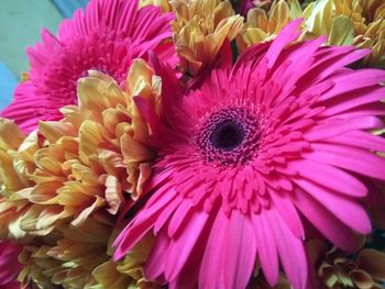 Close-up of pink flower