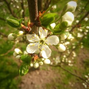 Close-up of white flowers