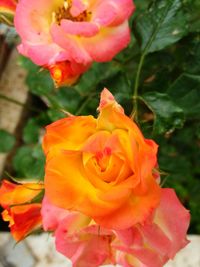 Close-up of rose plant