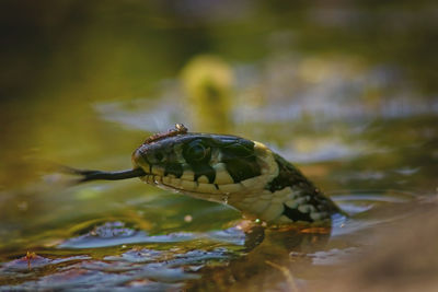 Close-up of turtle swimming in water