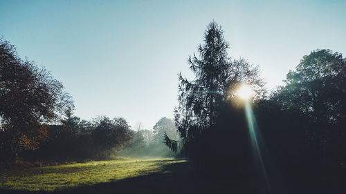 Trees in park against sky