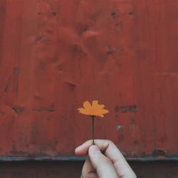 Close-up of hand holding red flower