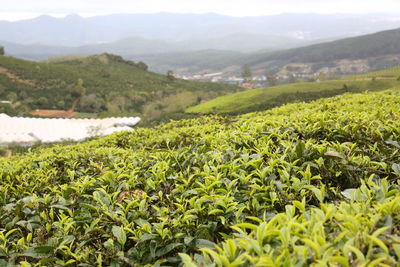 Scenic view of agricultural field