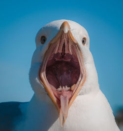 Close-up of bird with mouth open against clear blue sky