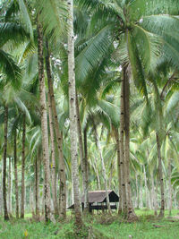 View of trees in the forest