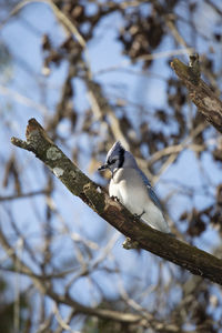 Close-up of bird perching on branch