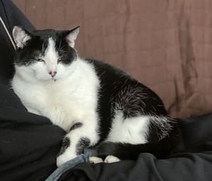 Cat sleeping on sofa