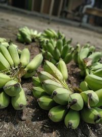 Close-up of succulent plant