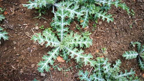 Close-up of plants growing on field