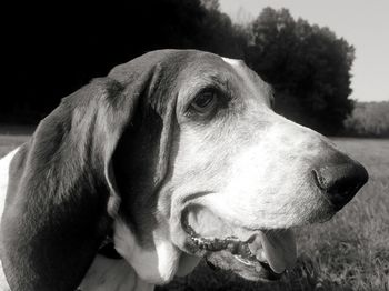 Close-up of a dog looking away