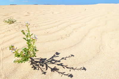 Plant growing on sand at beach