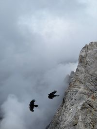 Flying birds in the mountains