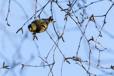 Low angle view of bird perching on twigs against sky