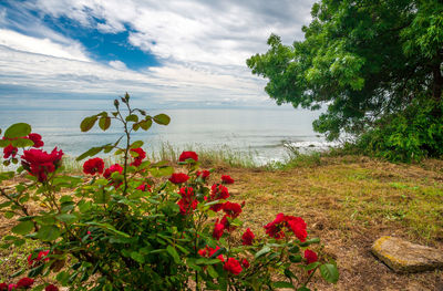 Flowering plants by sea against sky