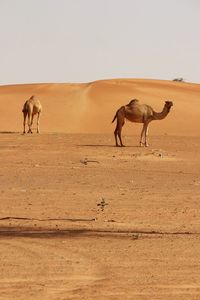 Horse standing on sand dune in desert against clear sky