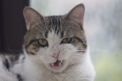 Close-up portrait of a cat