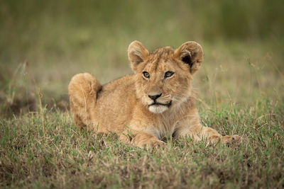 Portrait of a cat on field