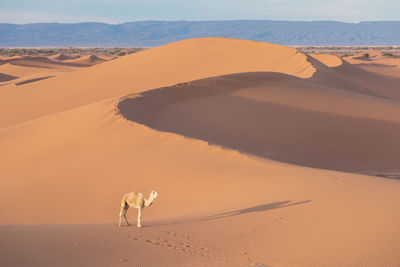 View of a dog on sand dune