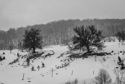 Trees on snow covered field against sky