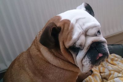 Close-up of a dog looking away at home