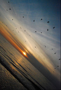 Flock of birds flying over sea at sunset