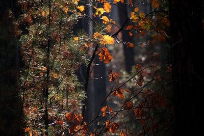 Trees growing in forest during autumn