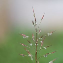 Close-up of caterpillar on plant