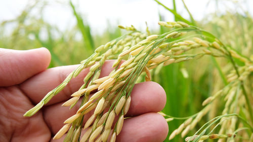 Close-up of hand holding wheat