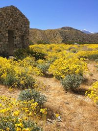 Close-up of yellow flowers against clear sky