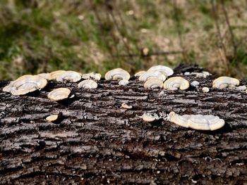 Close-up of mushroom growing on tree trunk