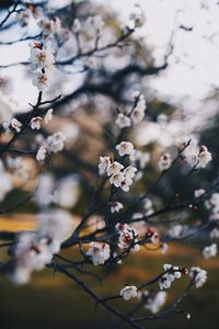 Close-up of pink cherry blossoms